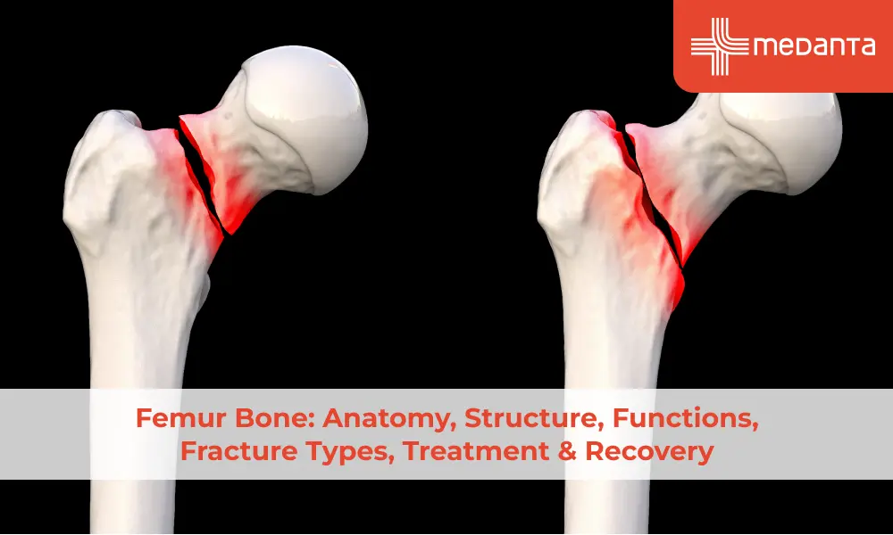 Femur Bone: Anatomy, Structure, Functions, Fracture Types, Treatment & Recovery