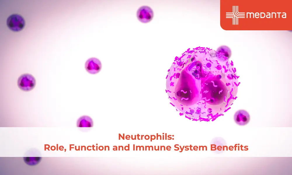 Neutrophils: Role, Function and Immune System Benefits