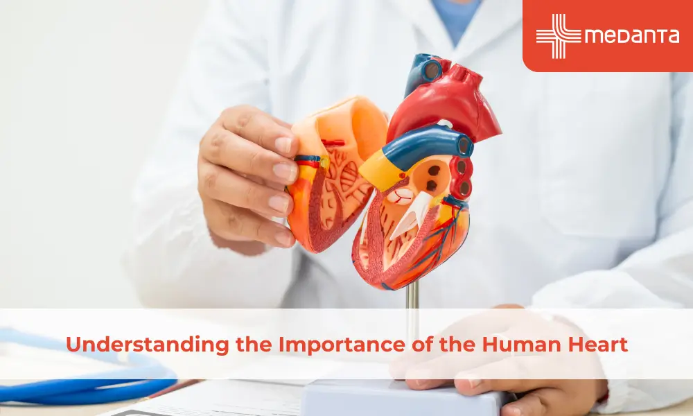 understand-how-your-heart-works