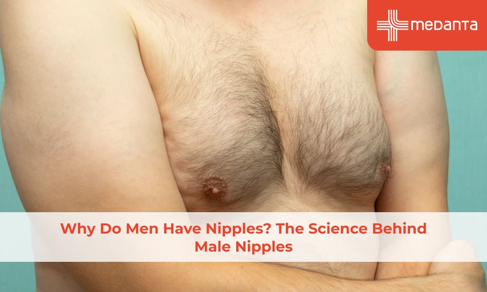 Why Do Men Have Nipples? The Science Behind Male Nipples