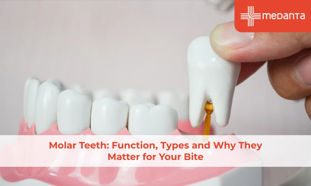 Molar Teeth: Function, Types and Why They Matter for Your Bite