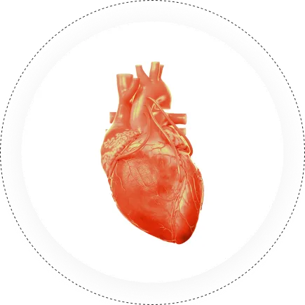 Cardiology