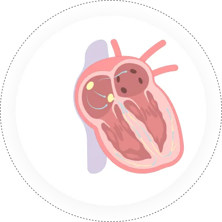 Electrophysiology