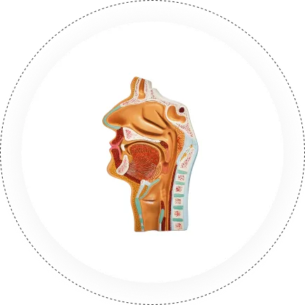 ENT, Head and Neck Surgery