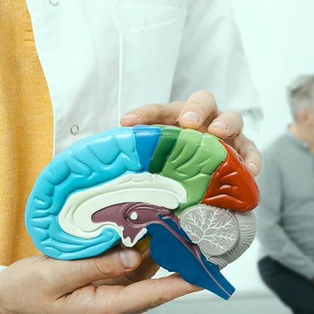 Neurodegenerative & Cognitive Disorders