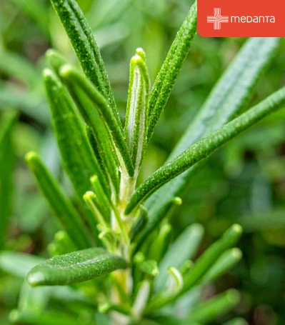 health-benefits-and-uses-of-rosemary-leaves